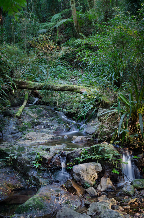 Binna Burra – Mount Hobwee Circuit ‹ Rainforest Images